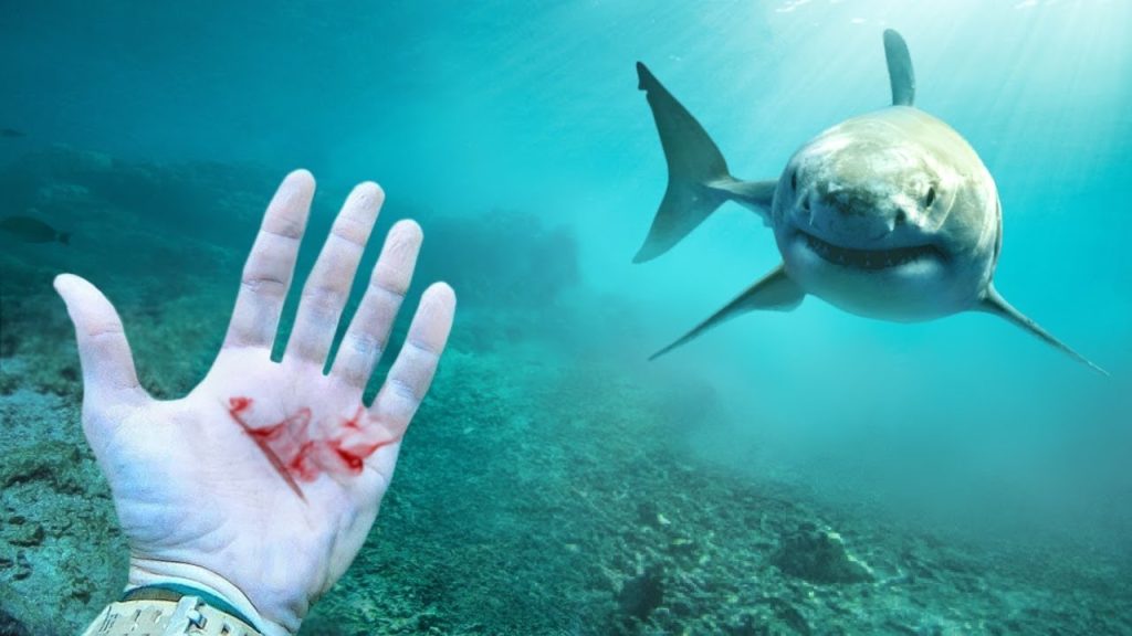 اجراءات السلامة من أسماك القرش